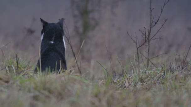 Wilde kat, rondkijken — Stockvideo