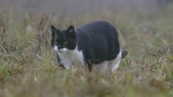 Wild cat sneaking — Stockvideo