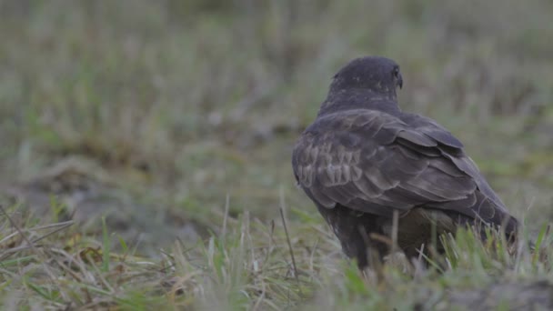 그의 먹이 먹는 독수리 — 비디오