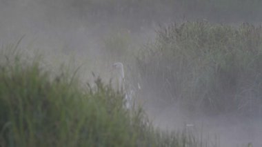 Kuğular gölde bebekler ile