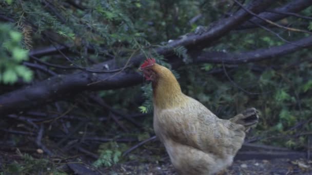 Gallina saltando sobre el árbol — Vídeo de stock