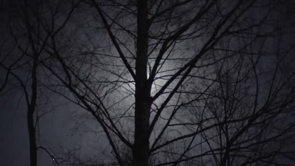 THE MOON BEHIND THE TREES — Stock Video