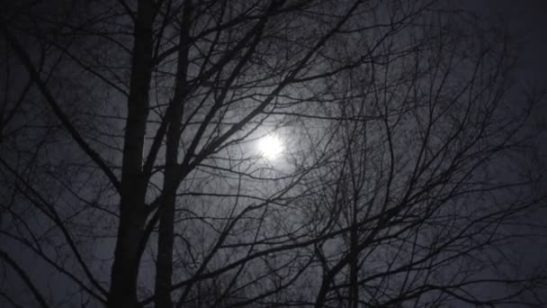 Luna a fost în copaci. — Videoclip de stoc