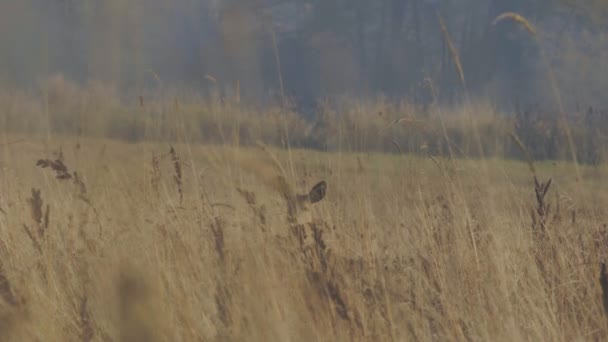 Rao, se cachant derrière les hautes herbes