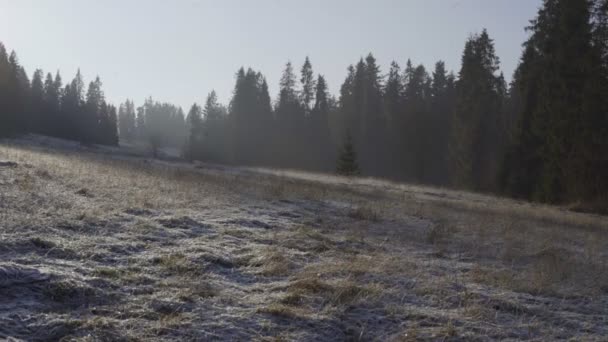 凍結の森林谷ドリー — ストック動画
