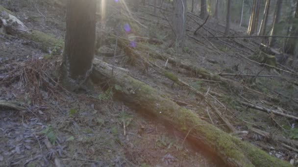 凍結の森林トロッコ — ストック動画
