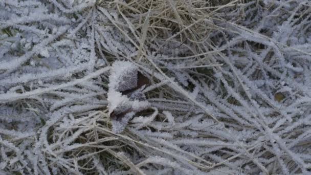 台車は霜で覆われた草 — ストック動画