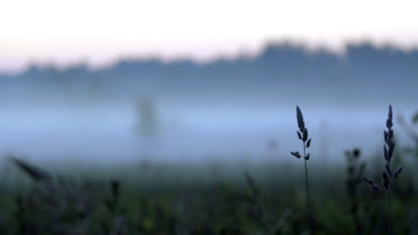 Pantano cubierto de niebla temprana — Vídeos de Stock