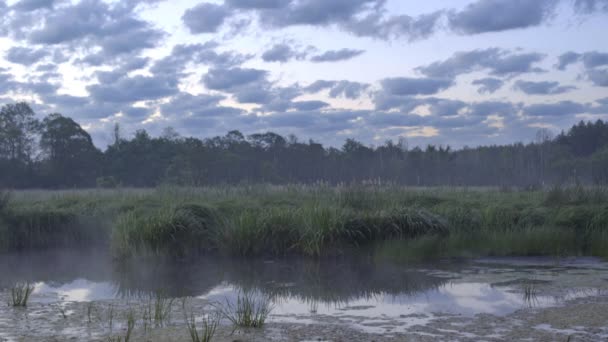 沼泽覆盖着晨雾 — 图库视频影像