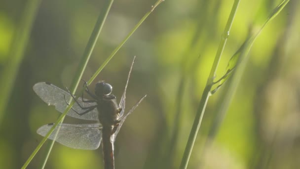 Libelle wärmt sich auf dem Stockblatt auf — Stockvideo