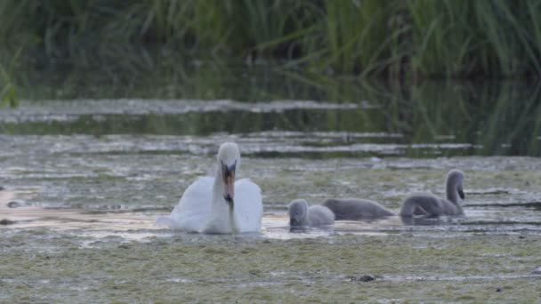 Лебеди на озере с детенышами — стоковое видео