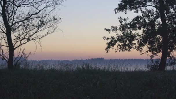 Wild Swamp landschap, zonsondergang — Stockvideo