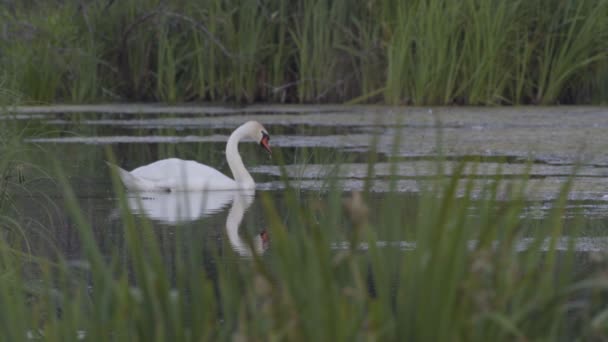 Cisnes en el lago con bebés — Vídeo de stock