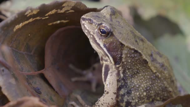FROG HIDING BEHIND THE LEAF — Stock Video
