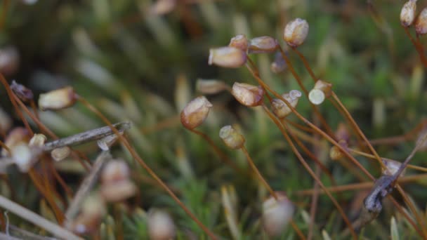 MOSS SPORES NO VINHO — Vídeo de Stock