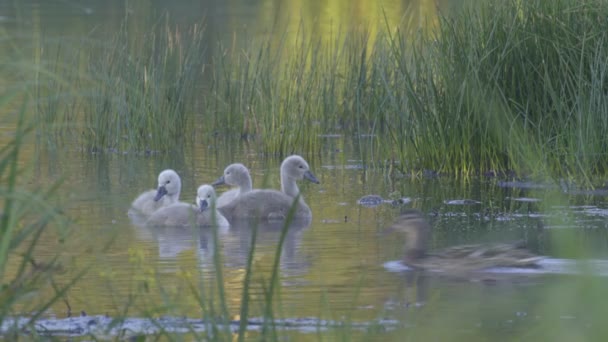 Skupina Baby labutě na jezeře — Stock video