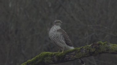 Serçe hawk şube üzerinde oturuyor. Ağır çekim