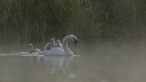 Cisne con los jóvenes en la espalda — Vídeos de Stock