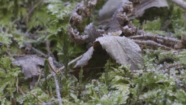 FOREST LITTER FROSTED. DOLLY, SLOW MOTION — Stock Video