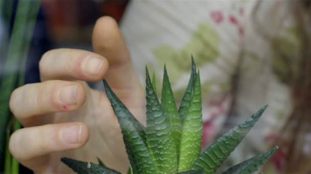 Meisje In Cafe zachtjes aanraken van kleine Cactus, Slow Motion Dolly — Stockvideo