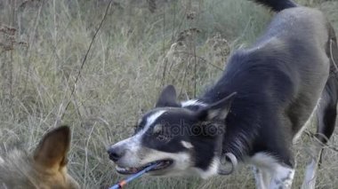 A ile birlikte oynayan iki köpek köpek oyuncak ağır çekim