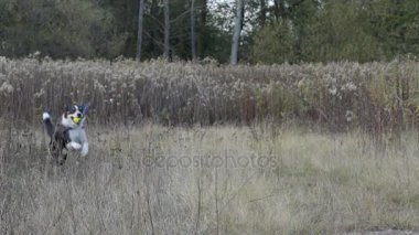 Bir oyuncakla başka bir köpek kovalayan köpek yavaş hareket