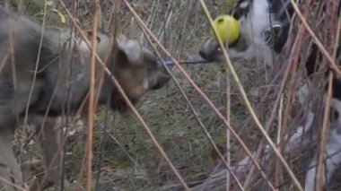 A ile birlikte oynayan iki köpek köpek oyuncak ağır çekim