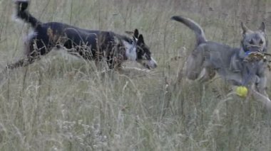 Bir oyuncakla başka bir köpek kovalayan köpek yavaş hareket