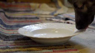 Köpek tabaktan yemek, ağır çekim dolly