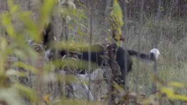 Bir oyuncakla başka bir köpek kovalayan köpek yavaş hareket