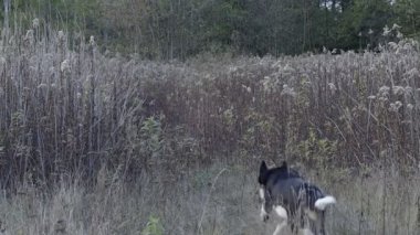 Bir topun peşinde, ağır çekim kovalayan köpek