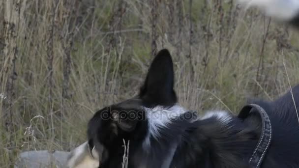 PERROS DESPUÉS DE UN JUGUETE MOCIÓN LENTA — Vídeos de Stock