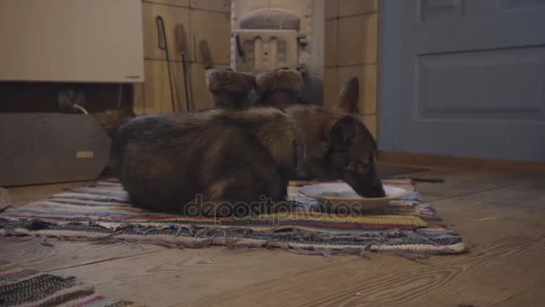 Hund frisst vom Teller, Dolly — Stockvideo