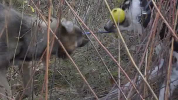 DEUX CHIENS JOUANT ENSEMBLE AVEC UNE MOTION DE LENT DE JOUET DE CHIEN — Video