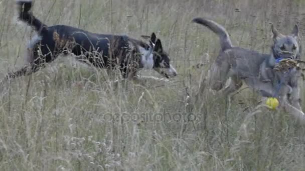 CHIENS CHASSE UN AUTRE CHIEN AVEC UNE MOTION LENT DE JOUET 