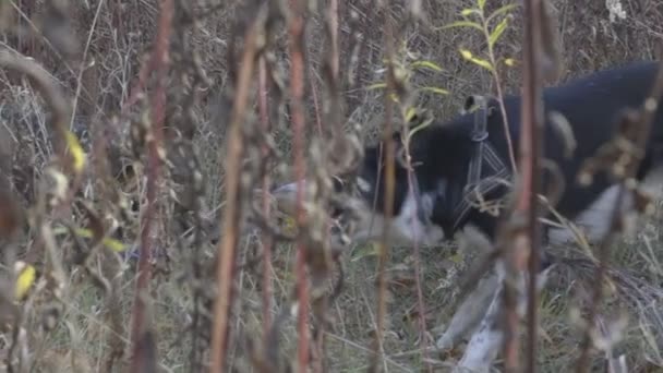 DOS PERROS JUGANDO JUNTOS CON UN JUGUETE DE PERROS MOVIMIENTO Lento — Vídeos de Stock