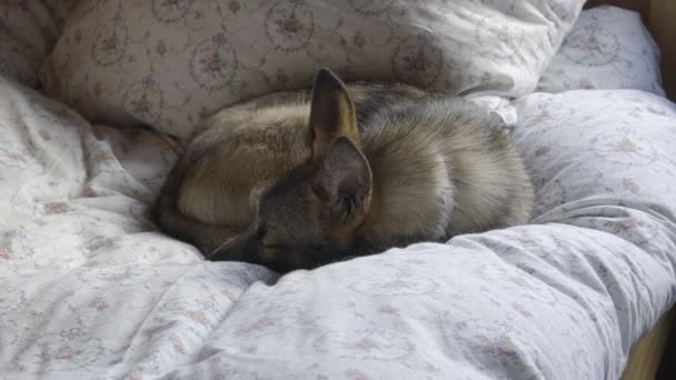 Cagnolino che dorme sul letto, dolly slow motion — Video Stock