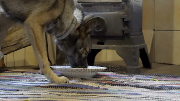 Σκύλος τρώει από το πιάτο, dolly αργή κίνηση — Αρχείο Βίντεο