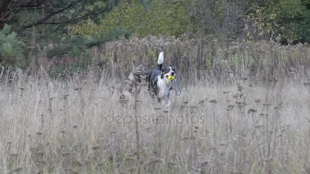 Perros persiguiendo a otro perro con un juguete de movimiento lento — Vídeos de Stock