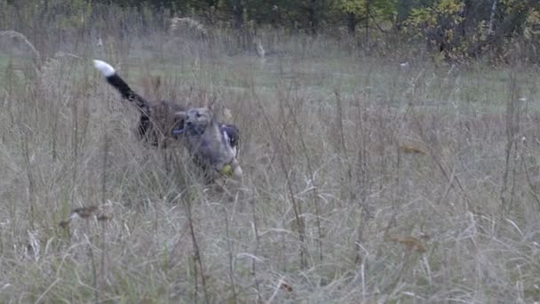 CHIENS CHASSE UN AUTRE CHIEN AVEC UNE MOTION LENT DE JOUET 