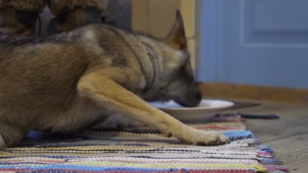 Cão comendo do prato, dolly câmera lenta — Vídeo de Stock