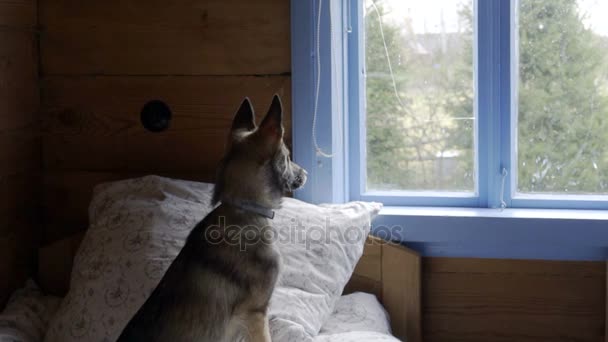 Perro pequeño mirando por la ventana, dolly cámara lenta — Vídeo de stock