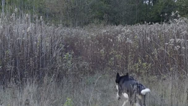 Собаки гоняются за мячом, медленным движением — стоковое видео