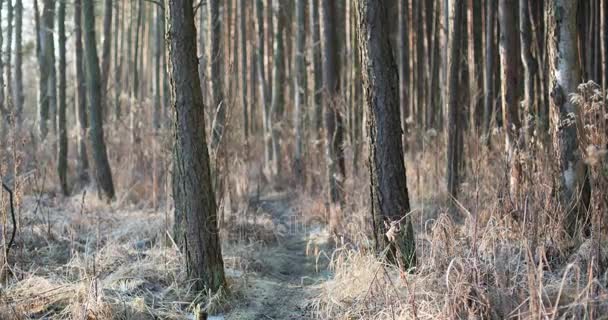 Winter Forest Timelapse med vackra reflektioner — Stockvideo