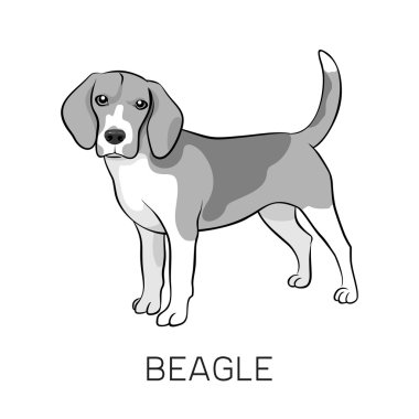 Beagle safkan ayakta köpek