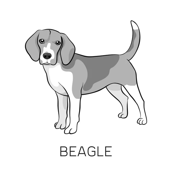 Čistokrevná stojící pes Beagle — Stockový vektor