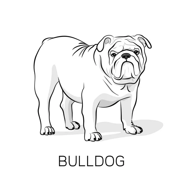 Desenhos animados Inglês Bulldog.Dog ilustração — Vetor de Stock