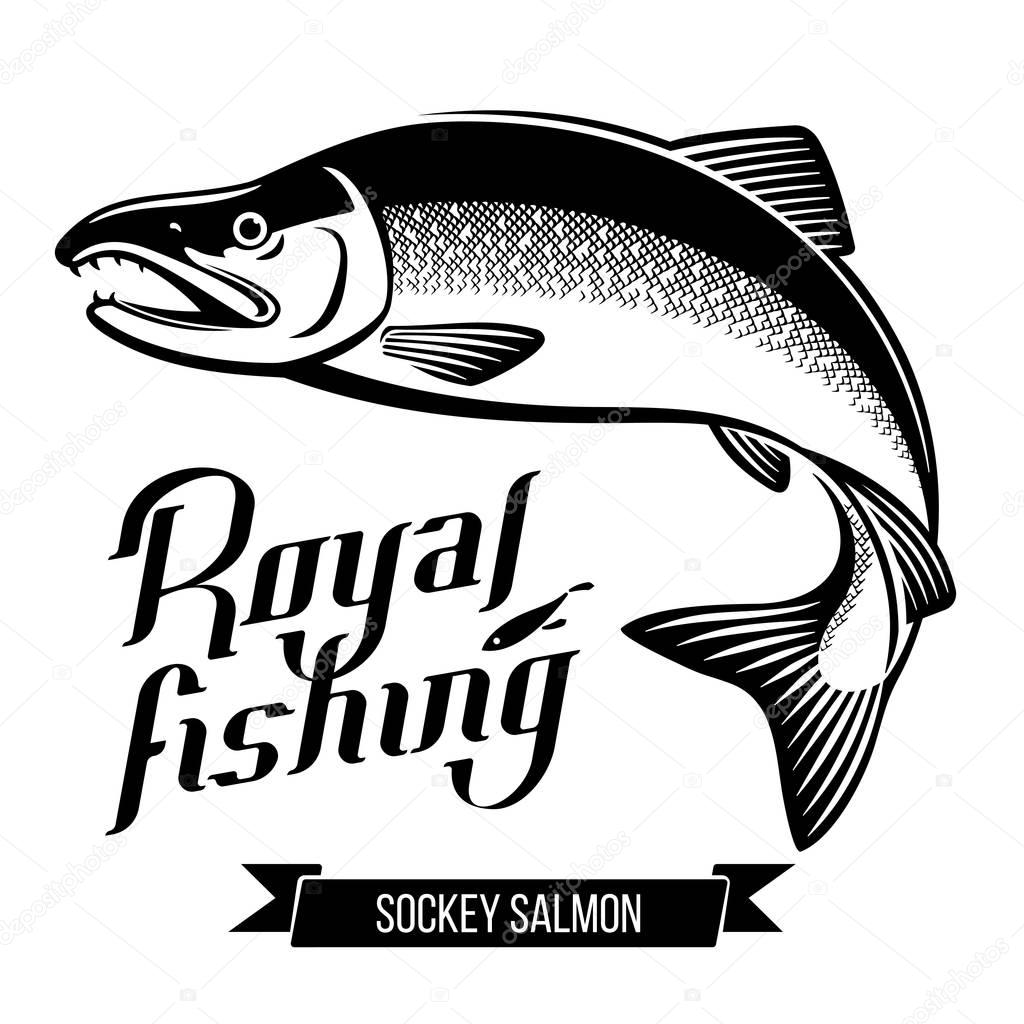 Sockey Salmon fish vector illustration