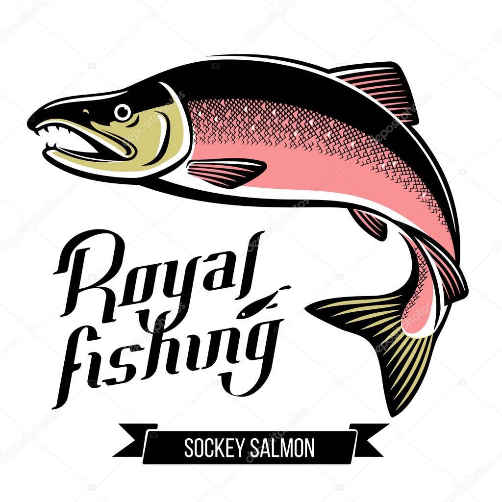Sockey Salmon fish. Color outline vector illustration