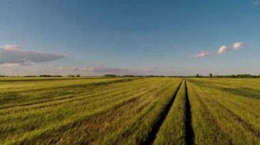 Havadan görünümü. Gün batımı. Uçuş bir yeşil çimenli kayalık tepe üzerinde. Rusya. Yaz